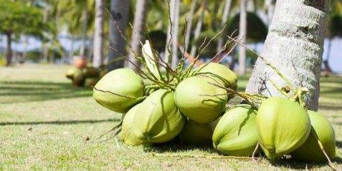 Die Wirksamkeit und Rolle der Kokosnuss